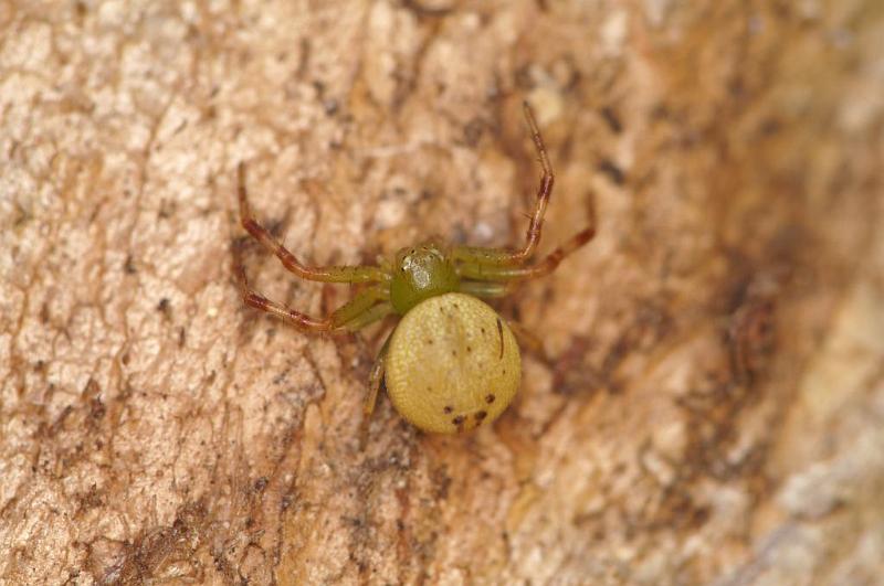 Diaea_pilula_D5537_D_89_Lake Broadwater_Australie.jpg